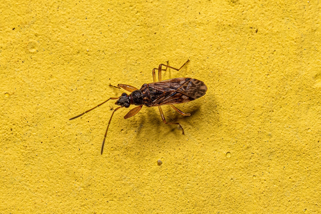 Inseto de semente cor de sujeira adulto da subfamília Rhyparochrominae.