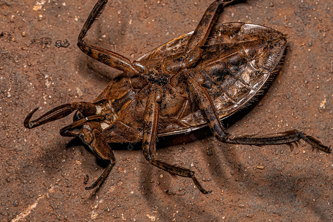 Inseto dágua gigante adulto do gênero Belostoma.