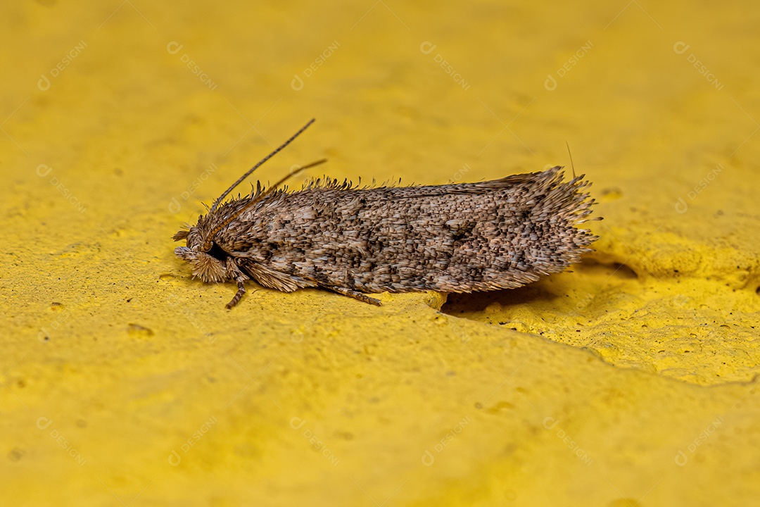 Mariposa tuberosa adulta da família Tineidae