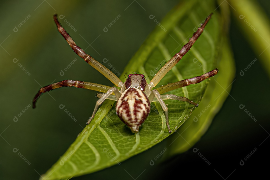 Aranha Caranguejo Fêmea Pequena da Família Thomisidae