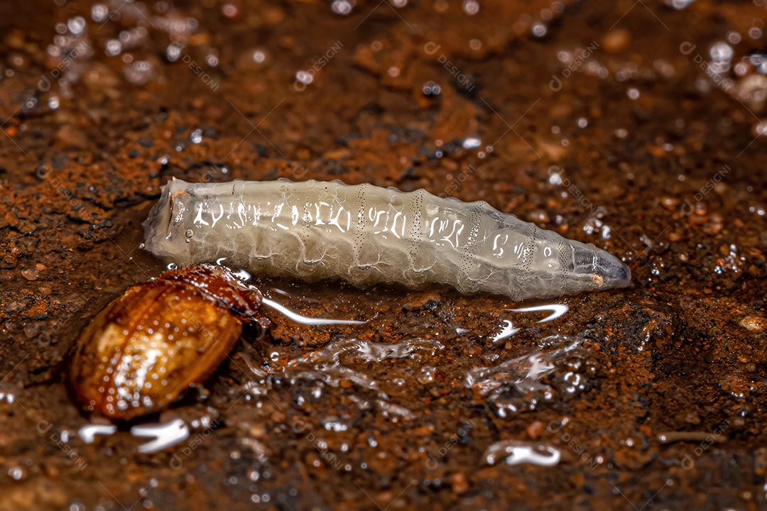 Larva de Mosca Braquicerana da Subordem Brachycera