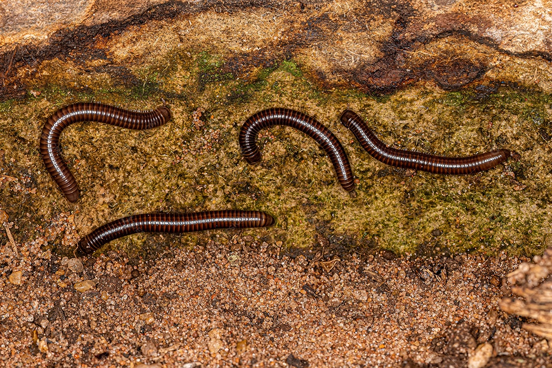 Adulto Milípede Artrópode da classe Diplopoda