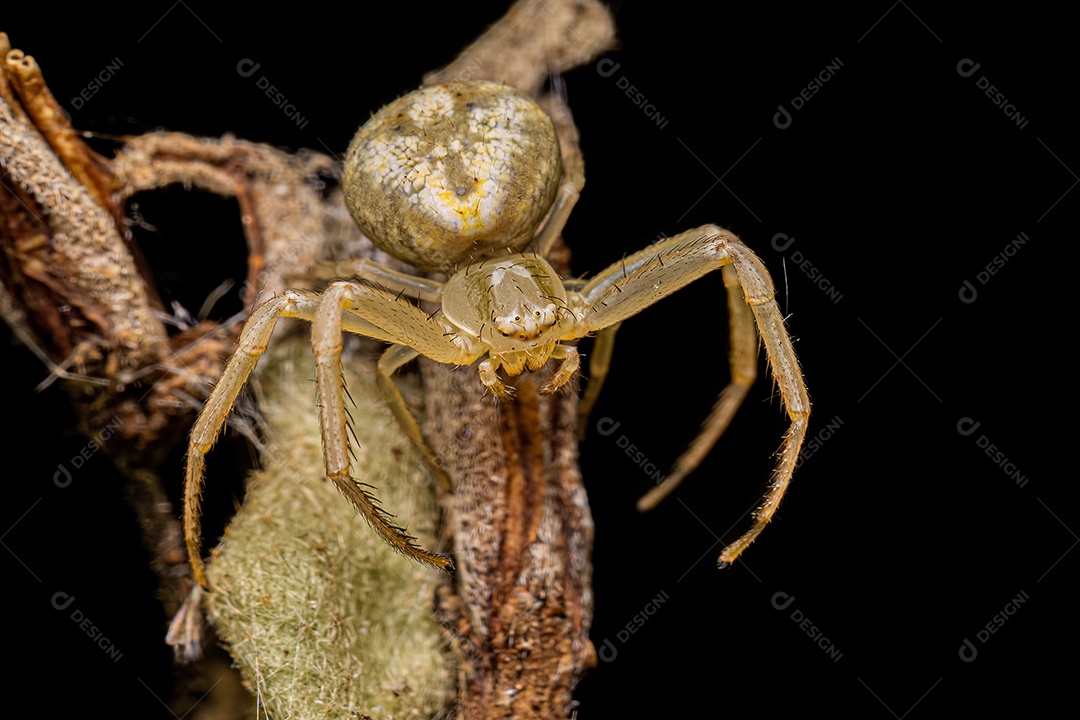 Aranha Caranguejo Fêmea Pequena da Família Thomisidae