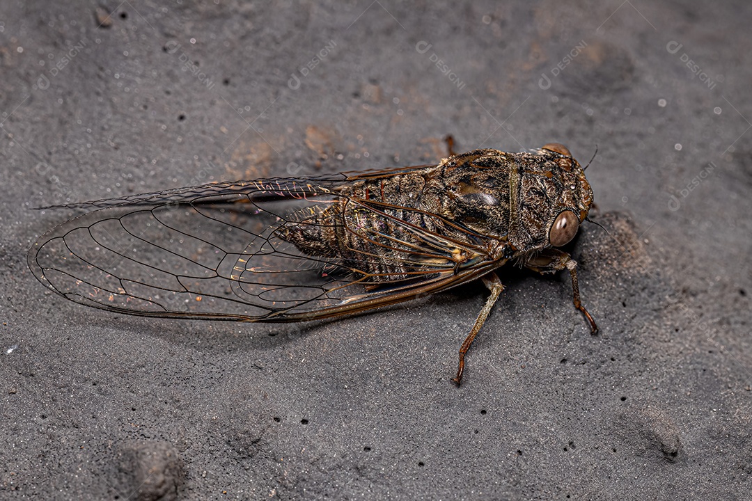 Cigarra Típica Adulta da Tribo Fidicinini