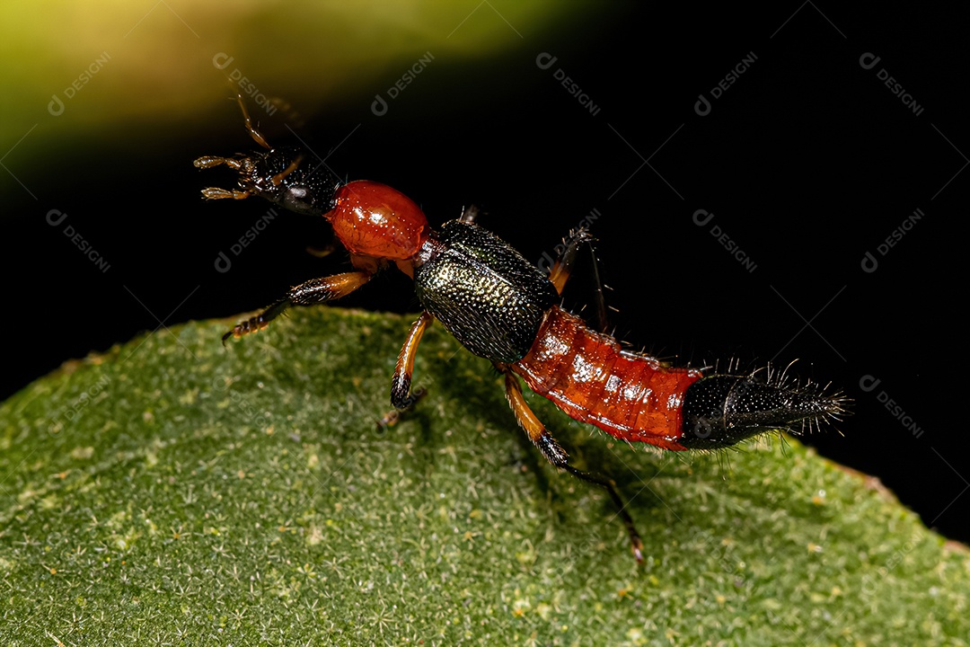 Besouro chicote adulto do gênero Paederus