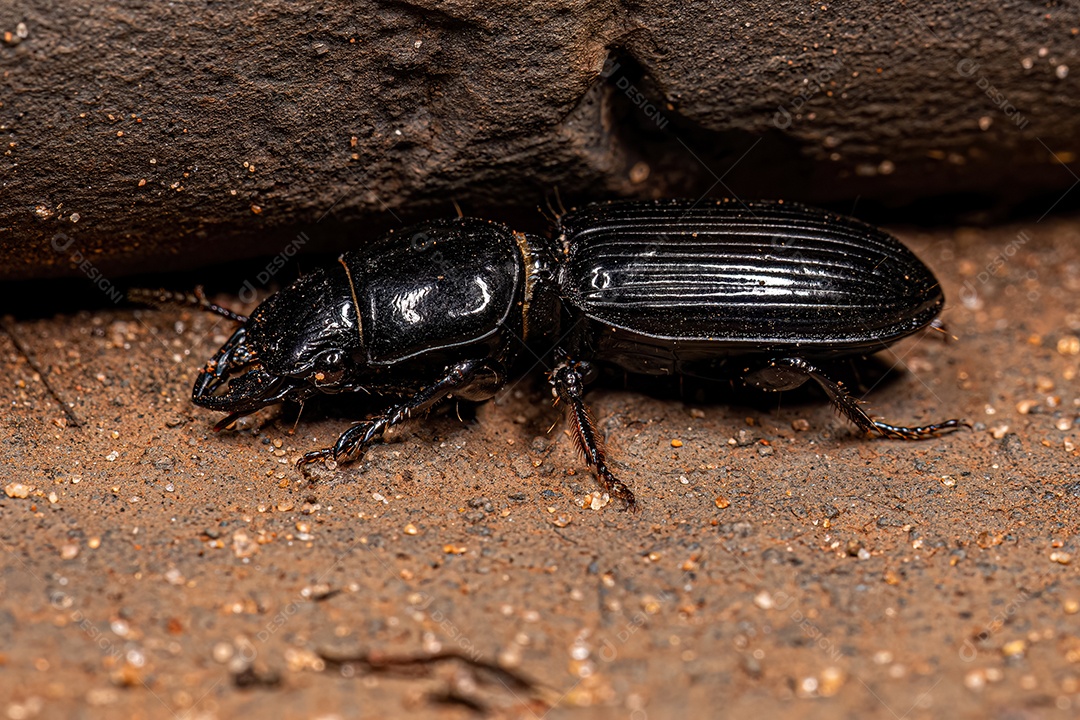 Besouro terrestre pedunculado adulto da subfamília Scaritinae