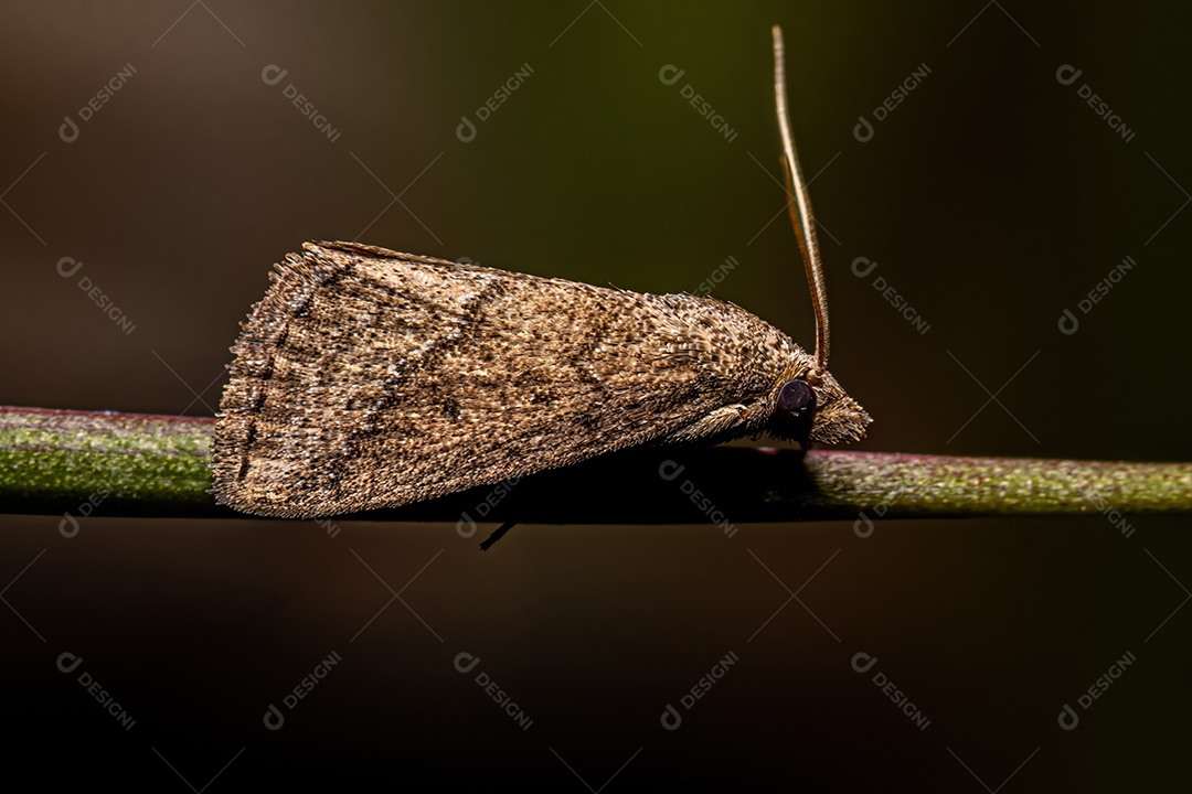 Percevejo adulto da espécie Stictochilus tripunctatus