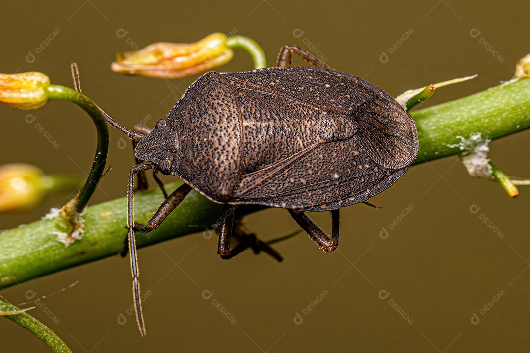 Percevejo adulto da espécie Stictochilus tripunctatus