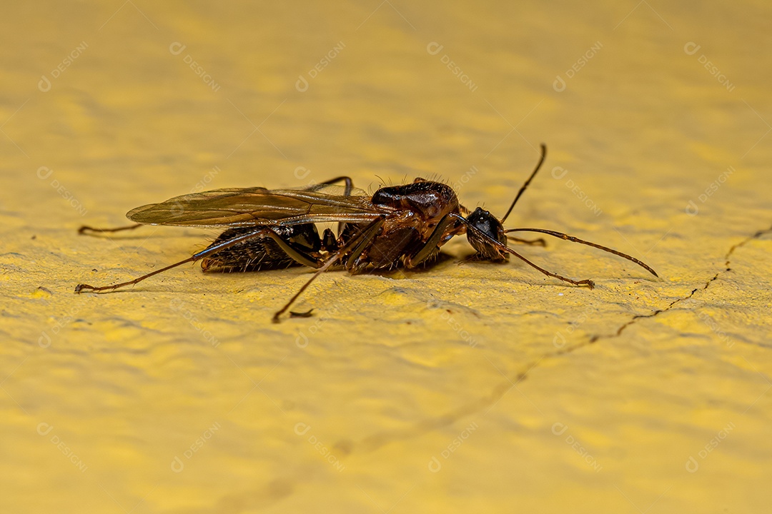 Macho adulto da formiga carpinteira alada do gênero Camponotus