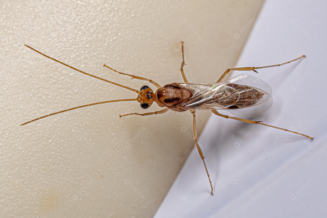 Formiga-mandíbula alada macho adulto do gênero Odontomachus