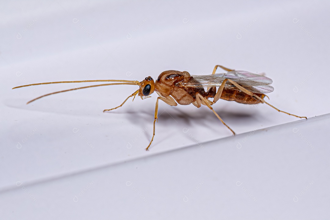 Formiga-mandíbula alada macho adulto do gênero Odontomachus