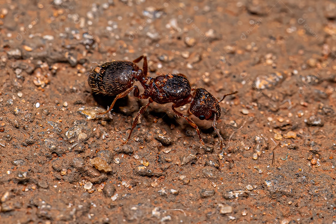 Formiga Cabeçuda Fêmea Adulta Rainha do Gênero Pheidole