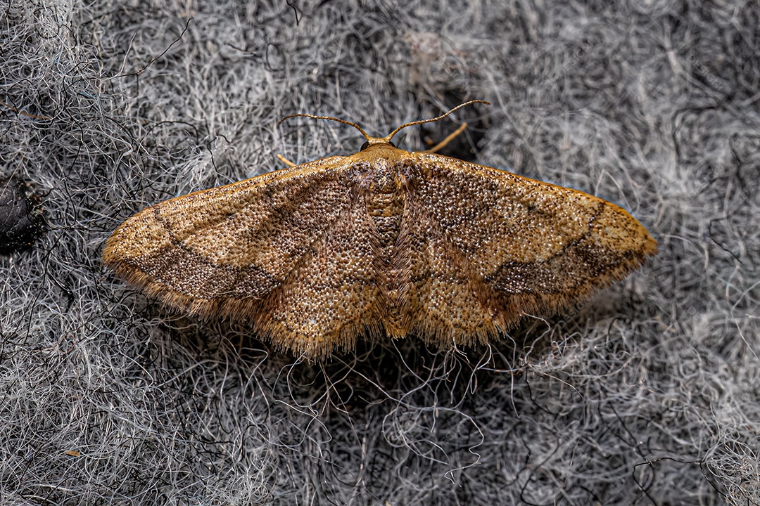 Mariposa geómetra adulta da família Geometridae