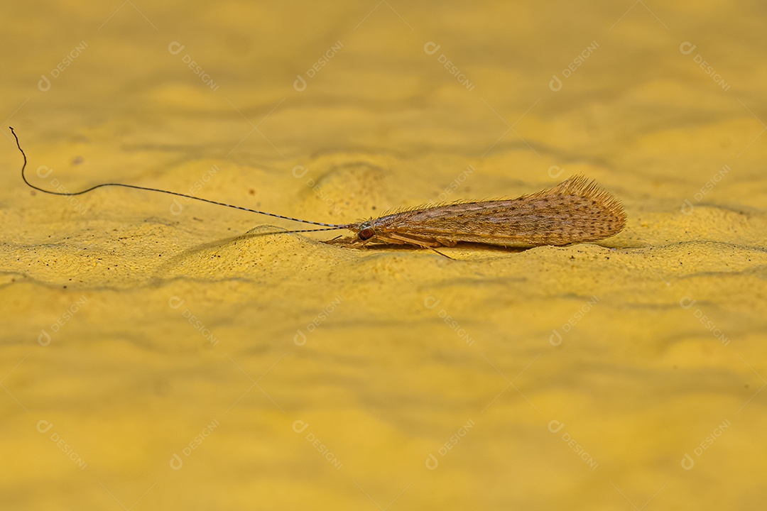 Inseto Caddisfly adulto do gênero Nectopsyche