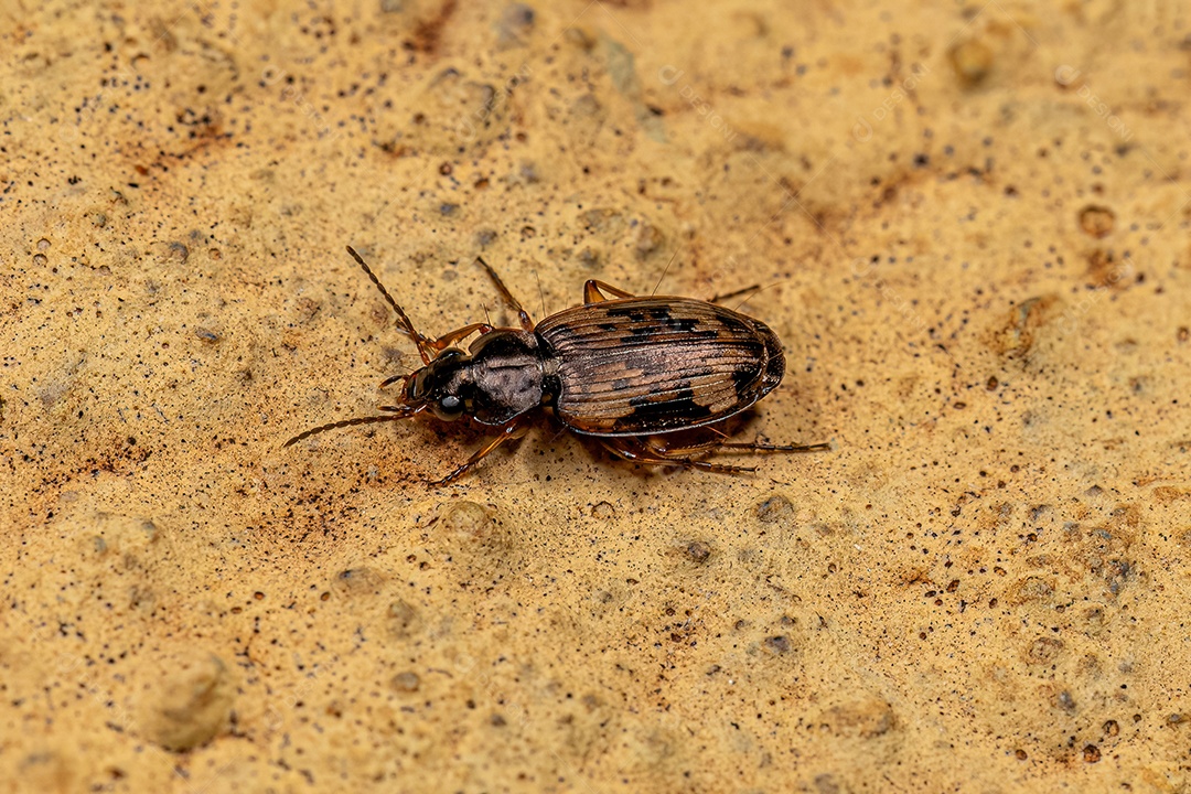 Besouro terrestre adulto do gênero Tetragonoderus