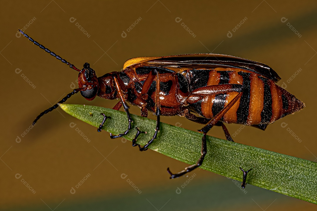 Besouro adulto Chevroned Waterhyacinth Weevil da espécie Neochetina bruchi