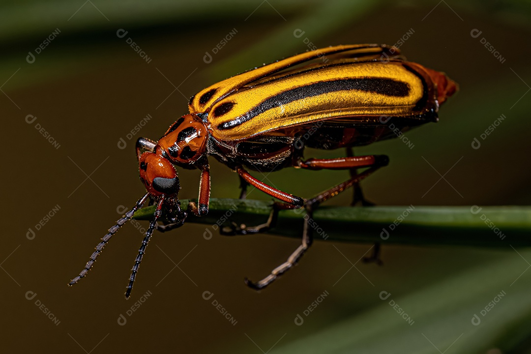 Besouro adulto Chevroned Waterhyacinth Weevil da espécie Neochetina bruchi