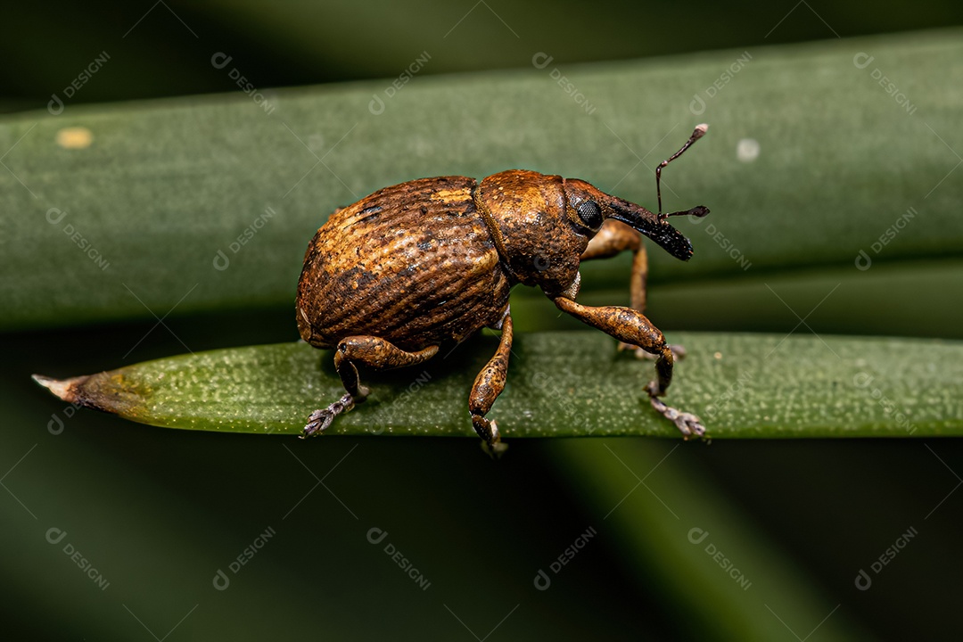 Besouro adulto Chevroned Waterhyacinth Weevil da espécie Neochetina bruchi