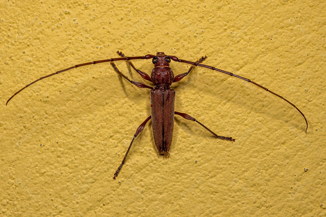 Adulto Típico Longhorn Beetle da família Cerambycidae