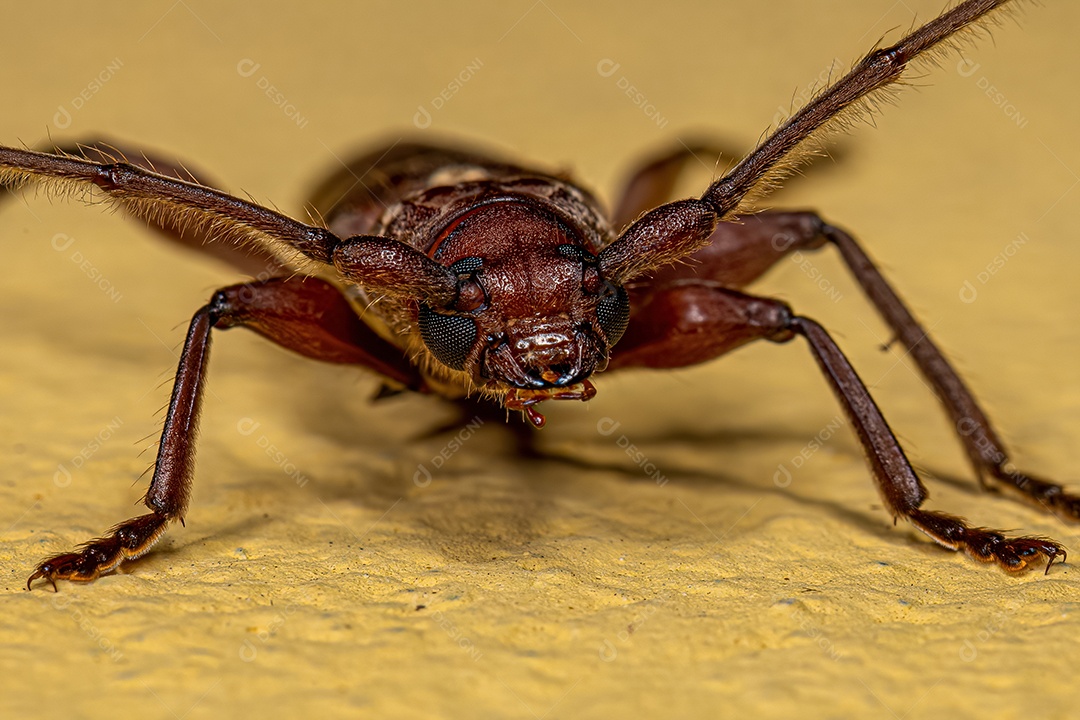 Adulto Típico Longhorn Beetle da família Cerambycidae