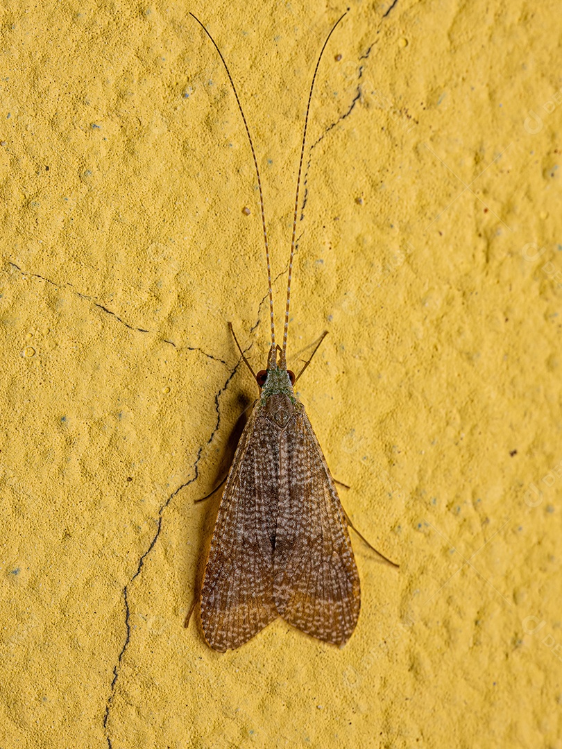 Inseto Caddisfly adulto do gênero Leptonema