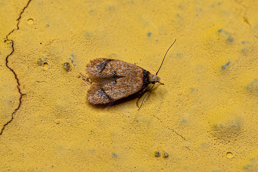 Mariposa de chifre curvo adulta da superfamília Gelechioidea