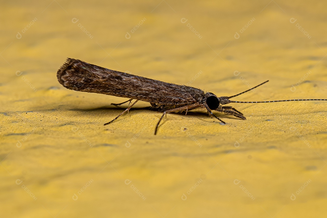 Inseto Caddisfly adulto do gênero Marilia