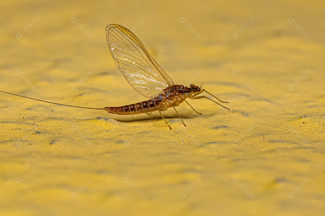 Inseto de Efemérida Fêmea Adulto da Família Baetidae