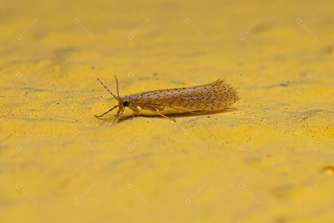 Mosquito mordedor adulto da família Ceratopogonidae