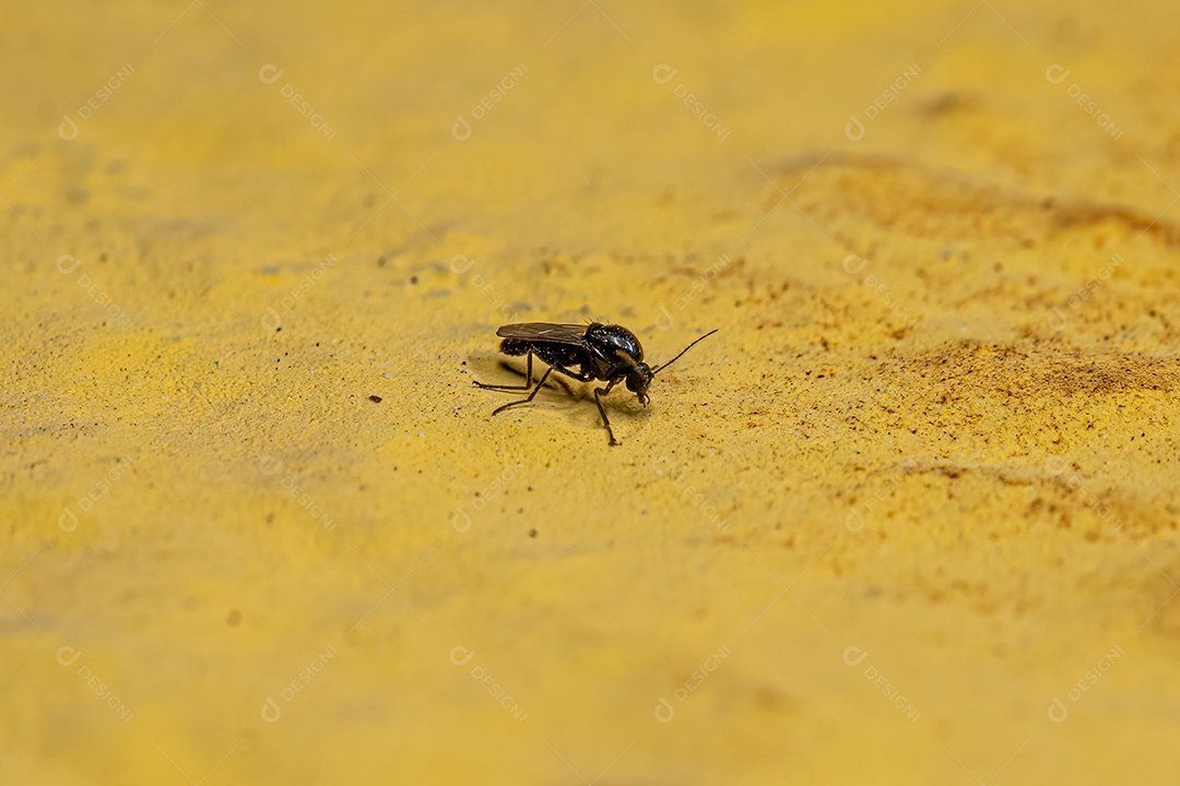 Mosquito mordedor adulto da família Ceratopogonidae