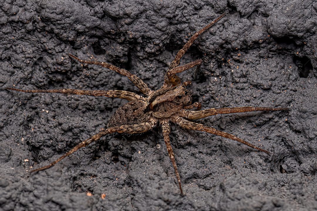 Aranha lobo fêmea adulta da família Lycosidae