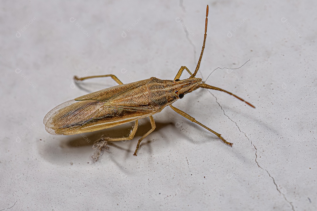Pequeno percevejo adulto da família Pentatomidae