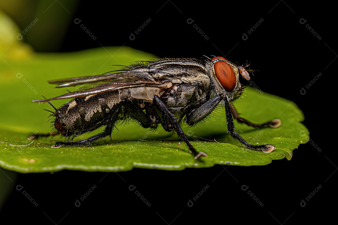 Mosca de carne adulta da família Sarcophagidae.