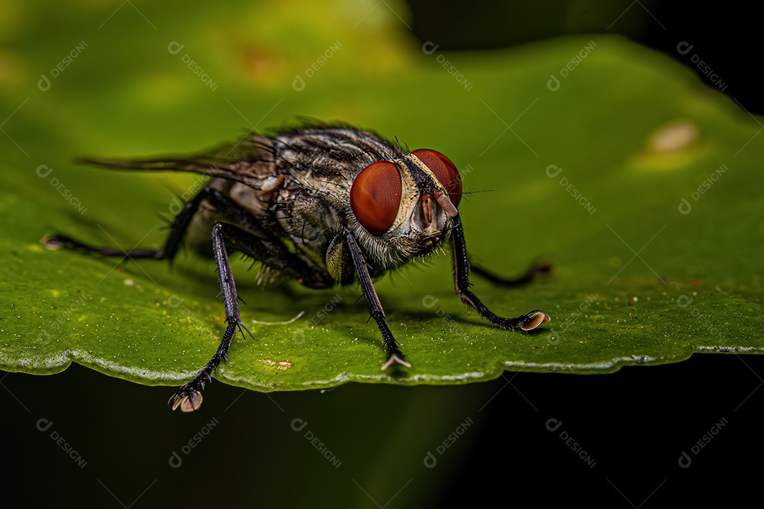 Mosca de carne adulta da família Sarcophagidae