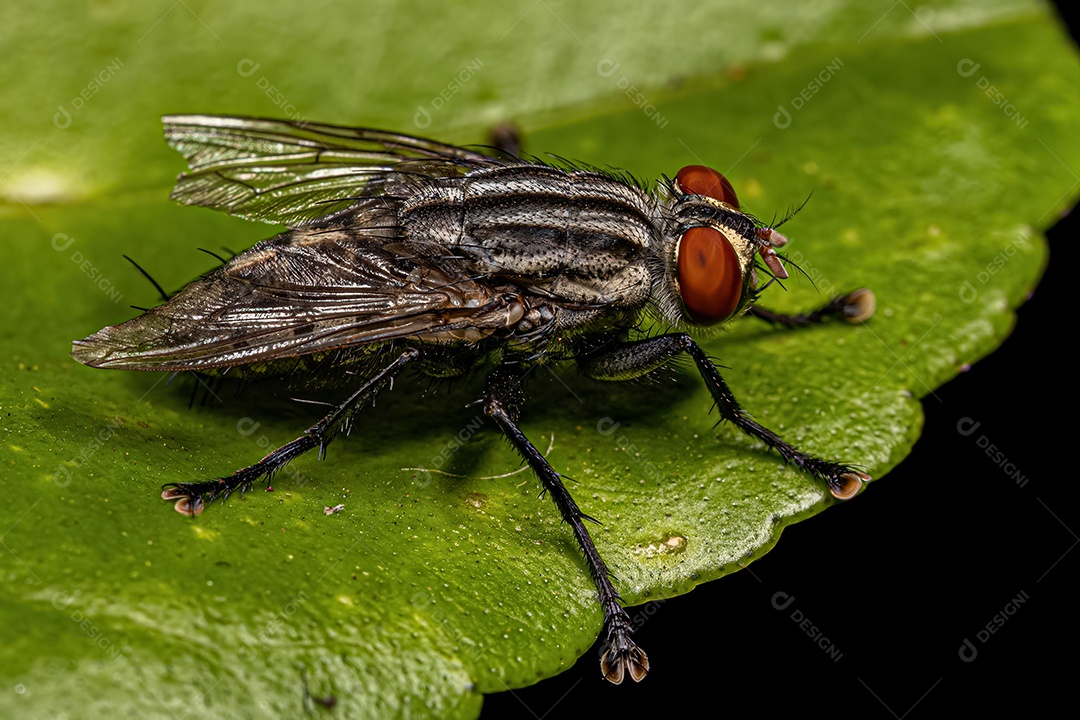Mosca de carne adulta da família Sarcophagidae