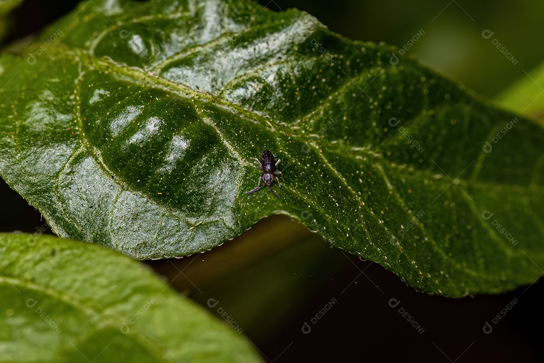 Pequeno Artrópode Colêmbolo Alongado da Ordem Entomobryomorpha