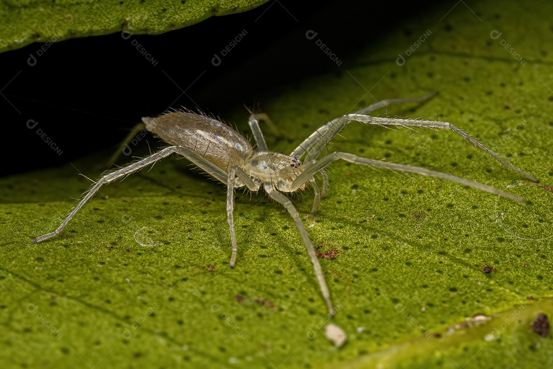 Pequena aranha fantasma da família Anyphaenidae