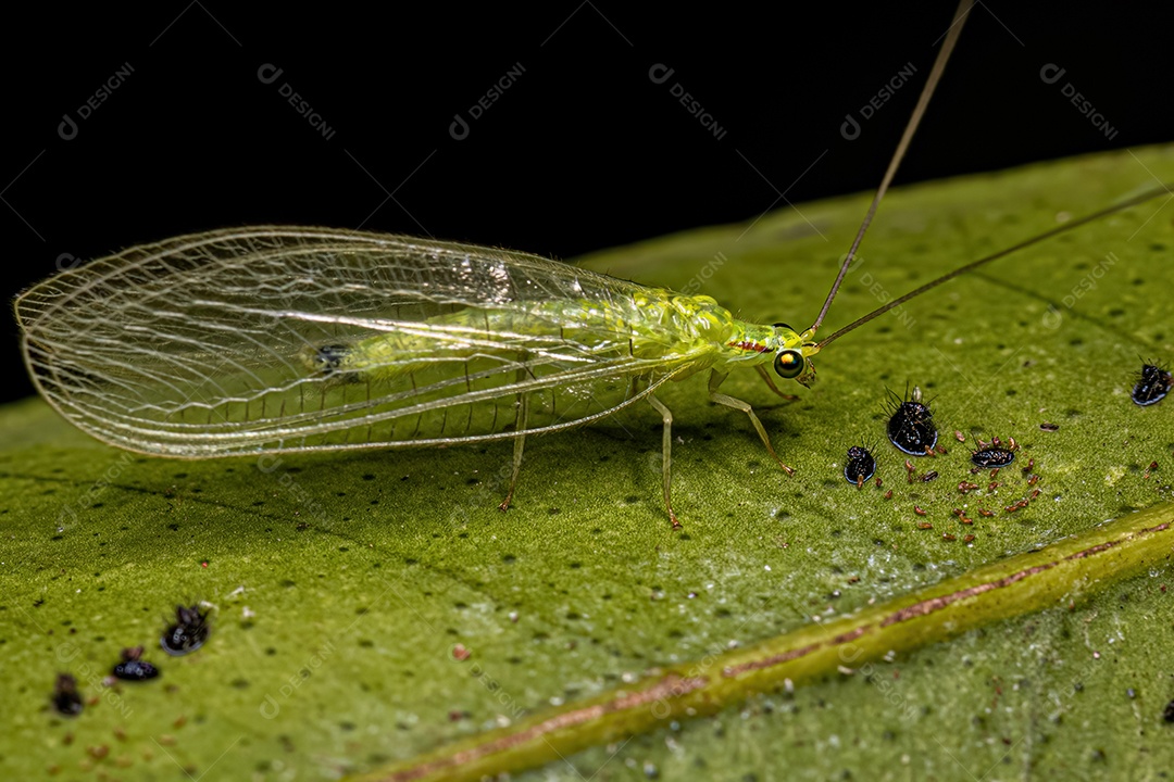 Adulto Típico crisopídeo do gênero Ceraeochrysa