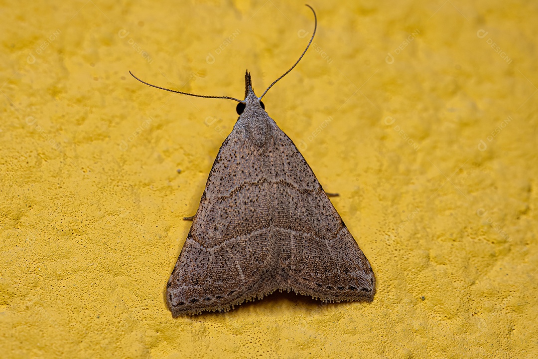 Inseto mariposa adulto da ordem lepidoptera