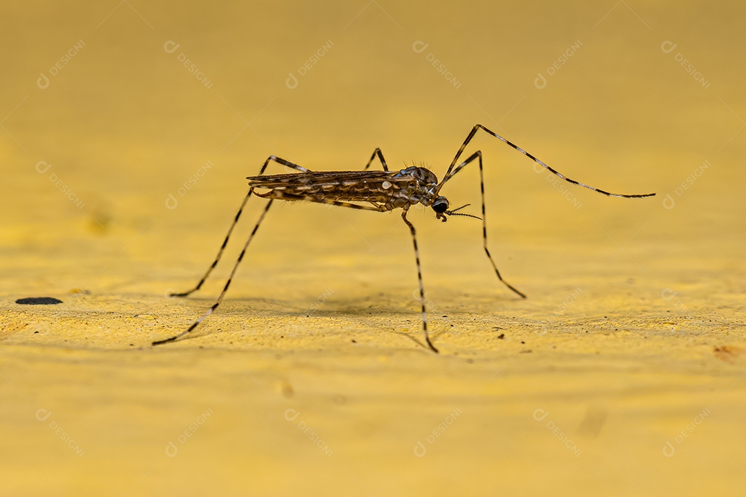 Mosca limonídea adulta da família Limoniidae