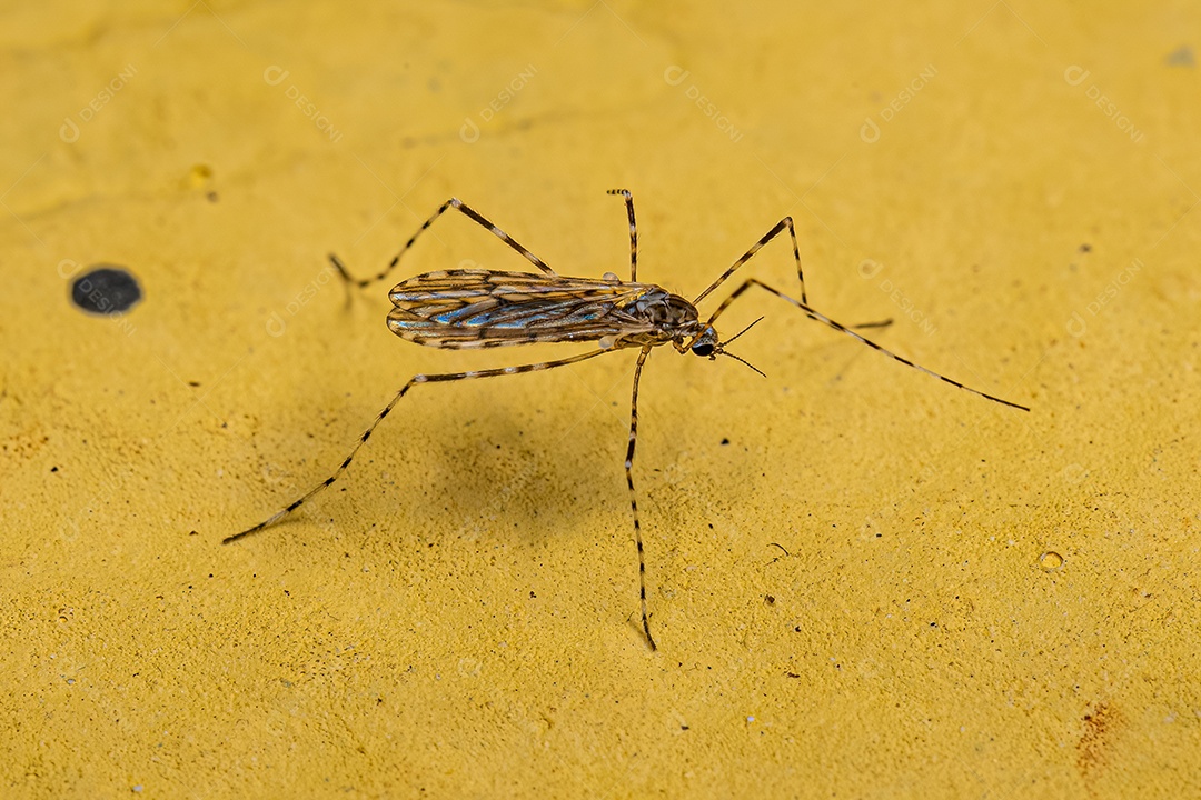 Mosca limonídea adulta da família Limoniidae