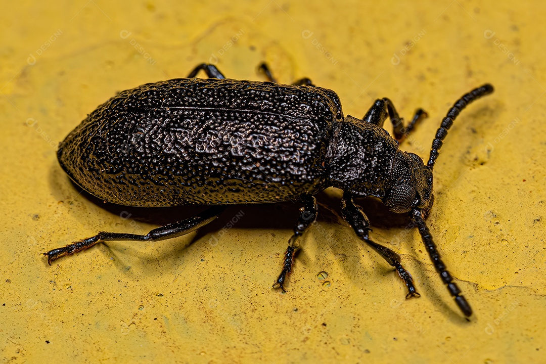 Adulto Típico Longhorn Beetle do gênero Compsibidion