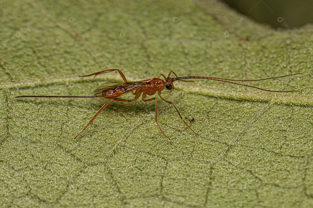 Vespa braconídea adulta da família Braconidae