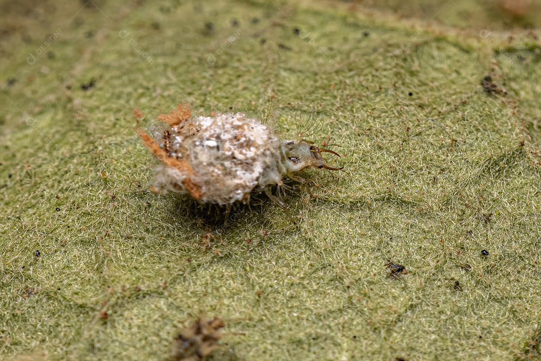 Larva Lacewing Verde da Família Chrysopidae
