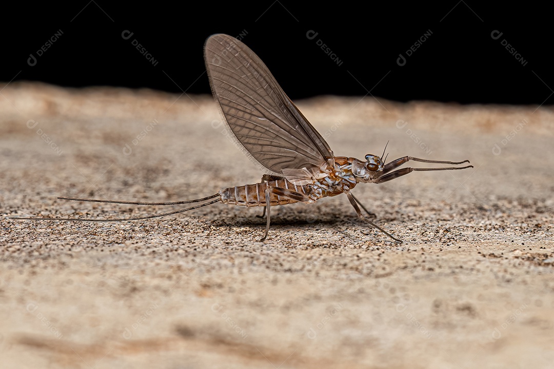 Efemérida Fêmea adulta da Ordem Ephemeroptera