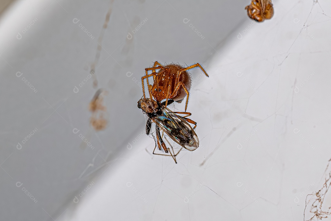 Aranha doméstica vermelha da espécie Nesticodes rufipes atacando uma mosca