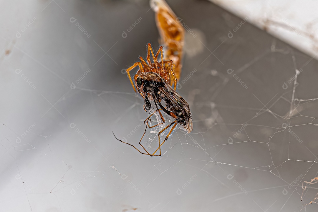 Aranha doméstica vermelha da espécie Nesticodes rufipes atacando uma mosca