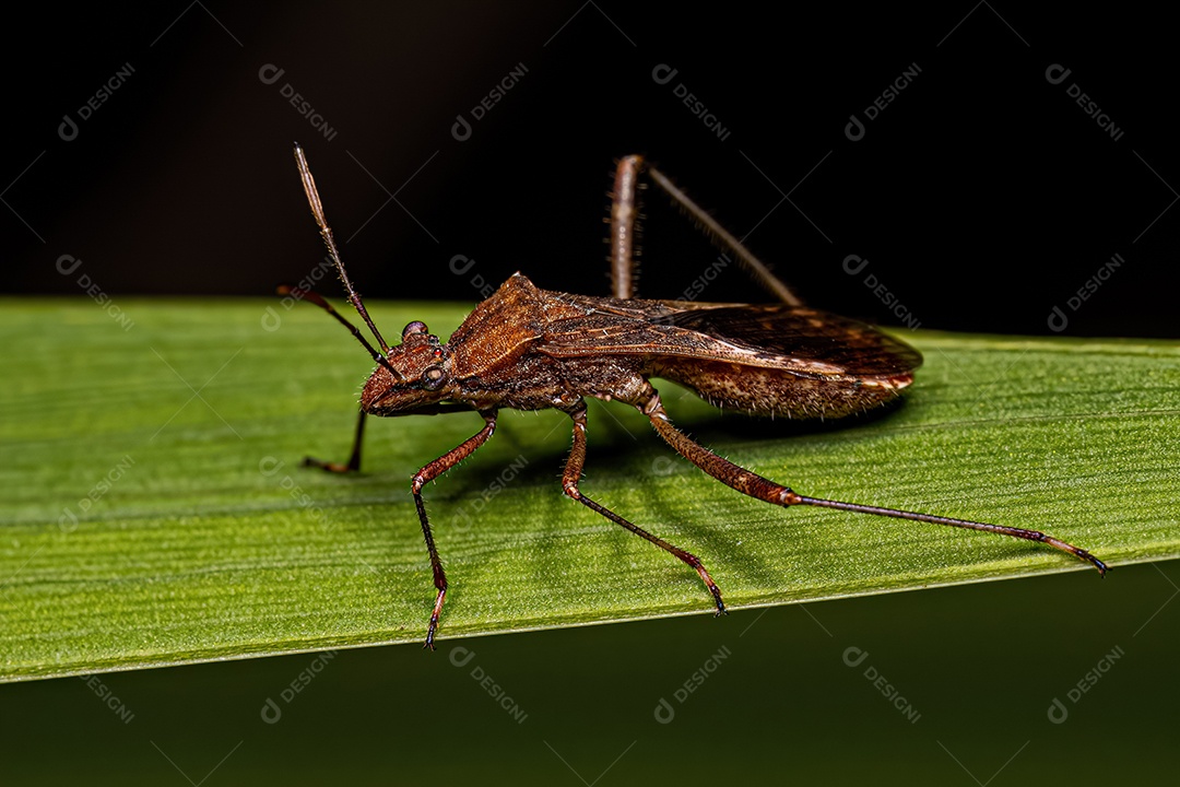 Inseto de cabeça larga adulto da espécie Neomegalotomus parvus