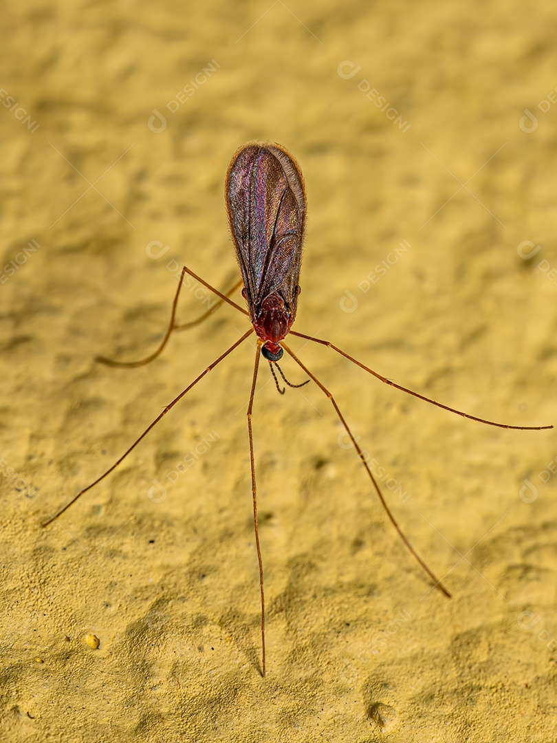 Anão galha adulto da família Cecidomyiidae