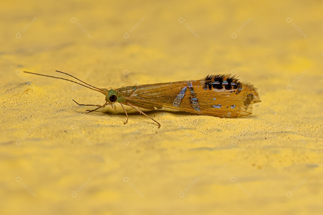 Inseto Caddisfly adulto do gênero Nectopsyche